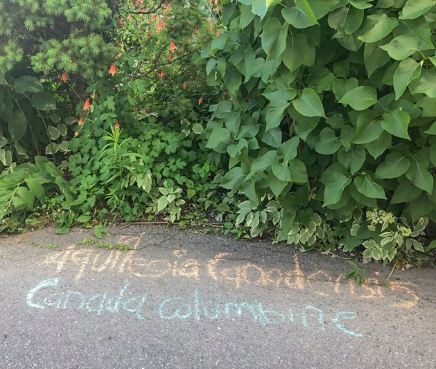 Aquilegia canadensis along sidewalk